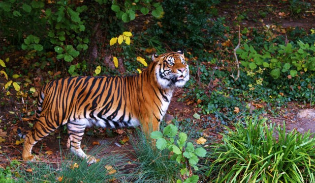 Harimau Sumatera