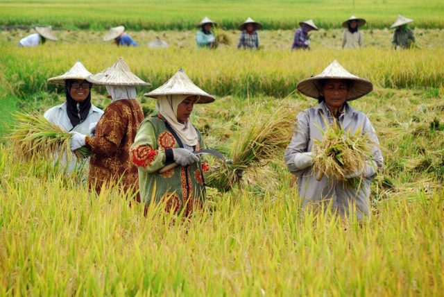sapta-usaha-tani-kesejahteraan-petani
