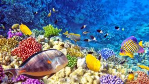 diving-raja-ampat
