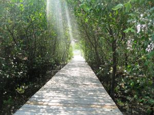 Blaster_-_Mangrove_Wonorejo